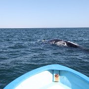 IMG 0001 2 (238)